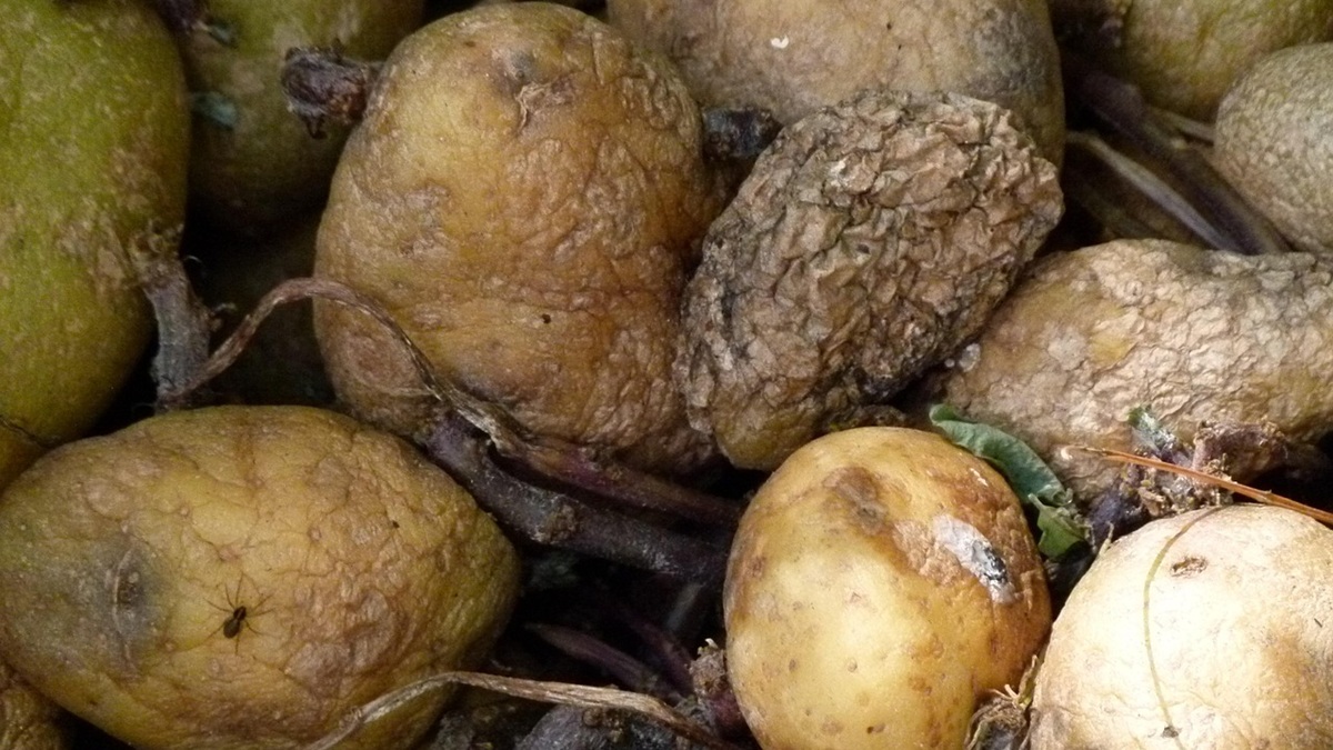 Innovación, medición y colaboración para reducir las pérdidas y el desperdicio en la cadena alimentaria.jpg